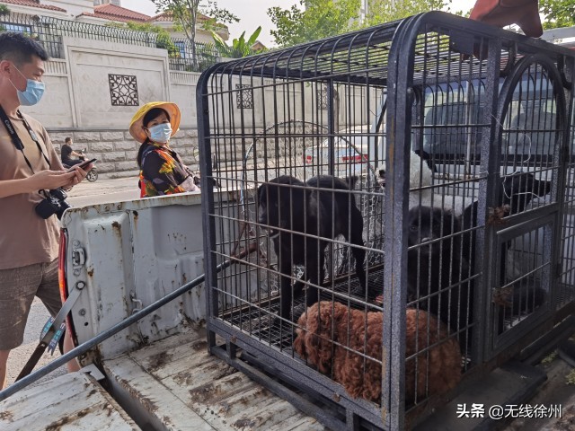 朝阳区小型犬不办狗证可以吗,有人不办狗证吗