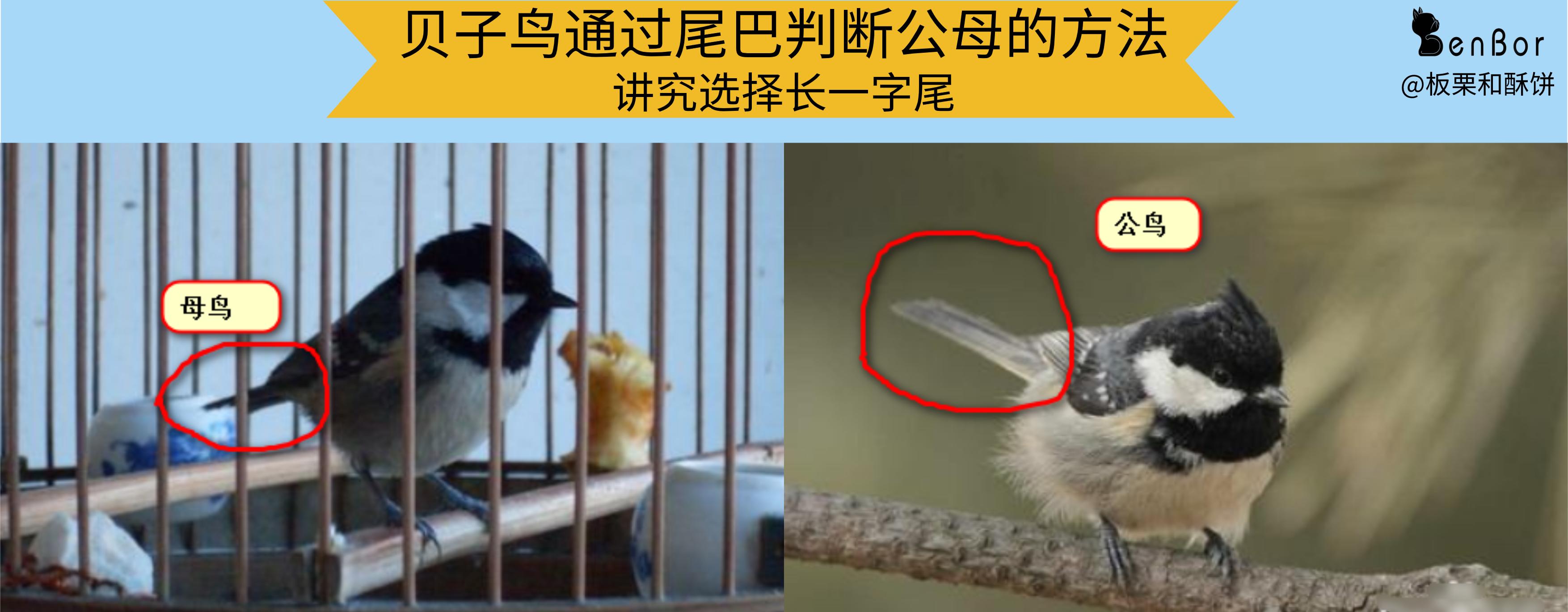 贝子鸟母鸟有饲养价值吗,贝子鸟养殖视频大全