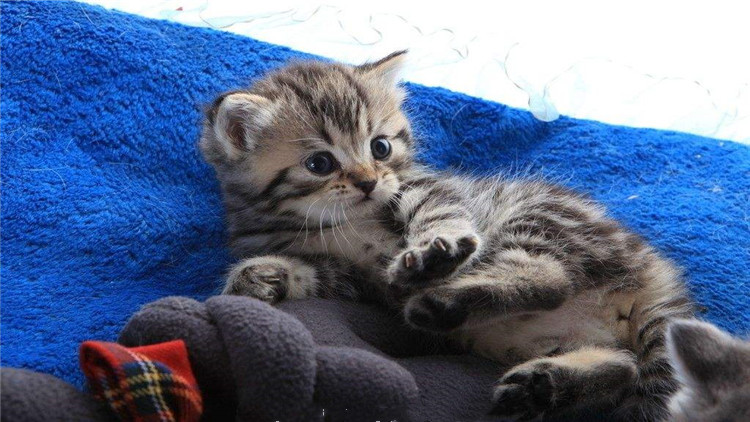 猫咪拉稀带血是怎么回事,猫咪拉稀带血能驱虫吗