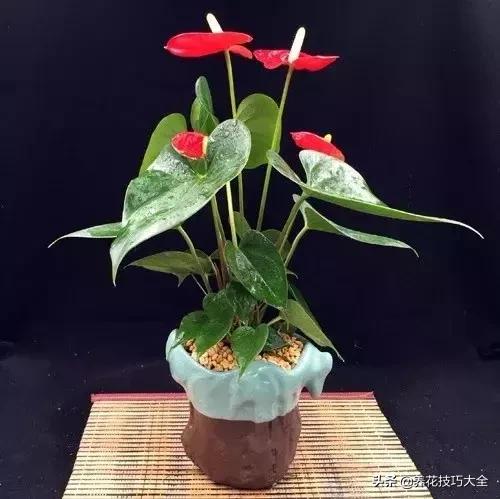 家里适合养几盆红掌,红掌养阳台招财吗