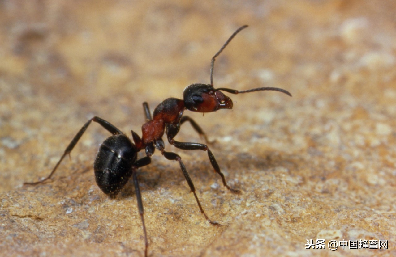 蜜蜂的天敌与蜜蜂大战,如何防止蜜蜂会被攻击