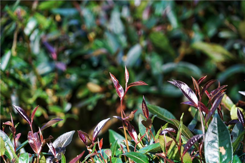 云南小众的养老旅居城市,云南昆明适合养老吗