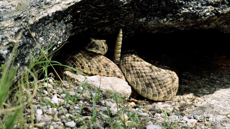 蛇为什么不怕饿,蛇为什么生命力这么强