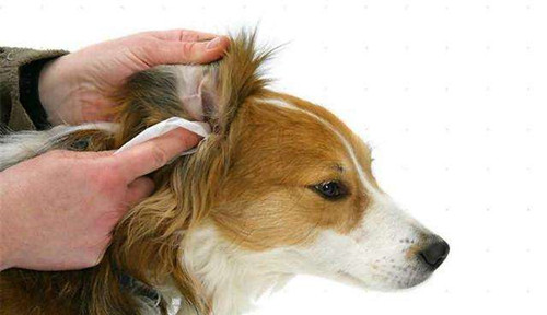 巨贵狗耳螨如何彻底治疗,福来恩治疗狗耳螨怎么样