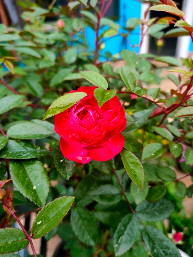 不用木头自制花架最简单的方法,请教DIY高手如何自制花架