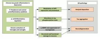 092期抑研报|抑郁症对阿茨海默病中痴呆症状的影响