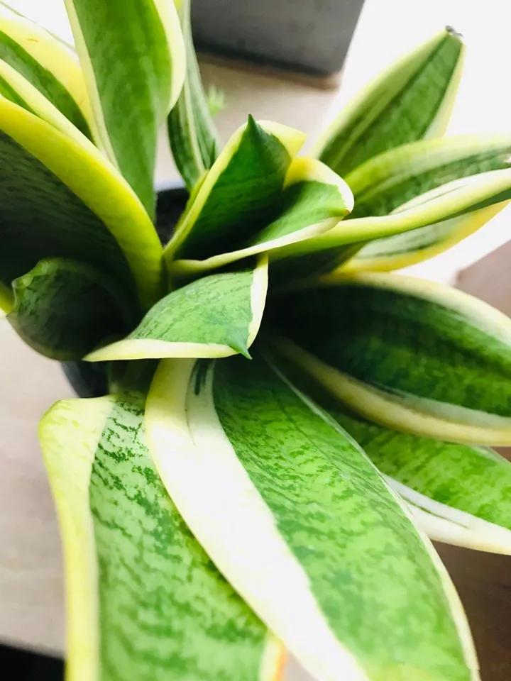 花卉叶子喷什么水好,什么溶液喷花卉叶子最好