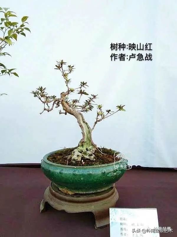 广东的盆景有哪些,适合广东玩的盆景