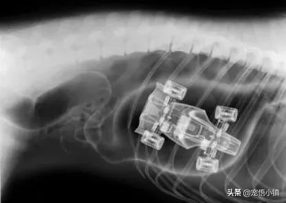 狗狗吞食异物怎么办啊,狗狗上呼吸道感染症状