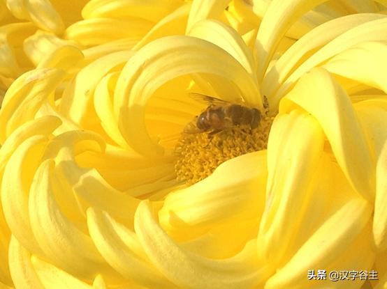 读“菊”，读出其自然本性与人文意象