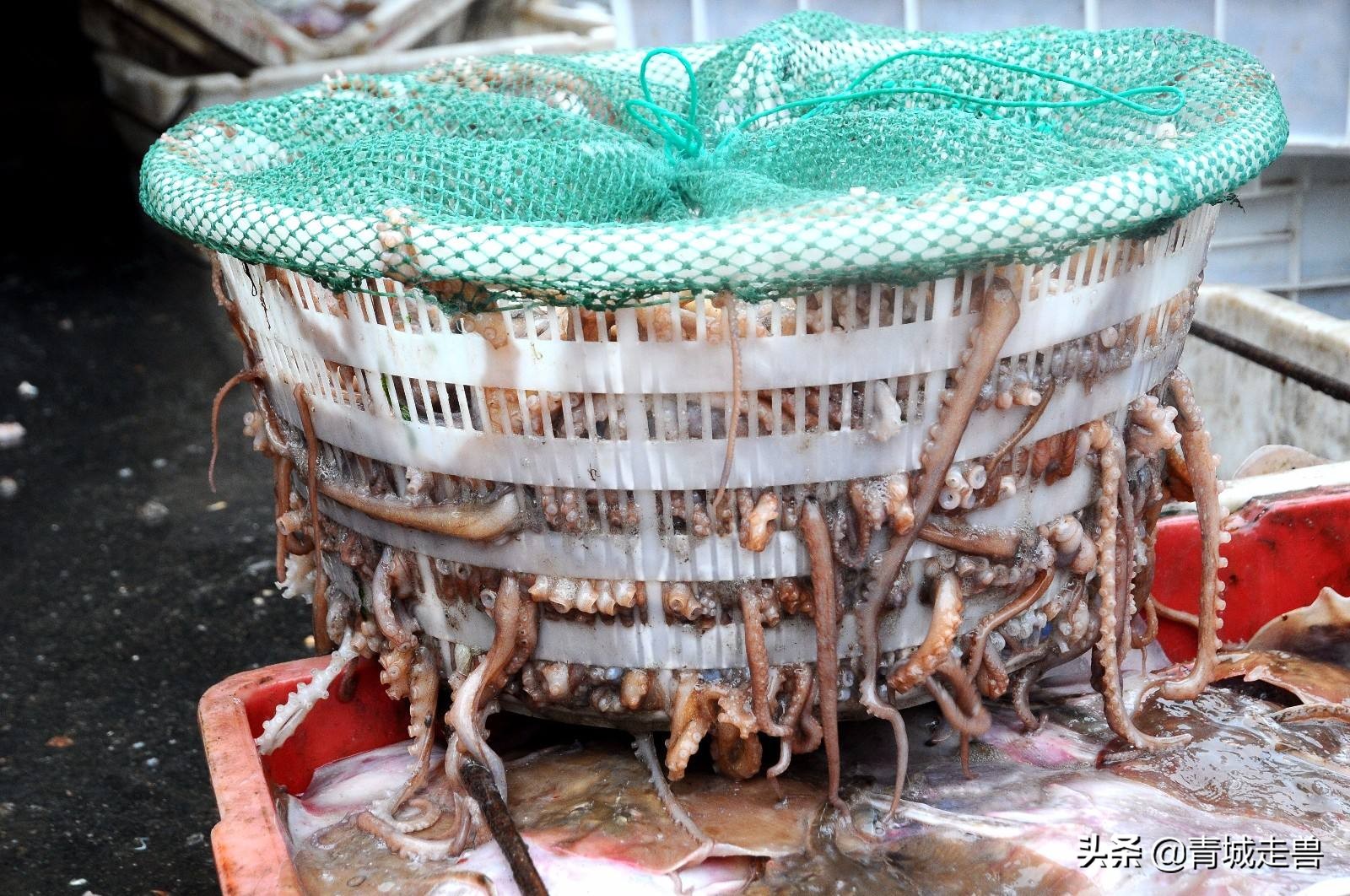 胶东八带家庭做法,胶东人喜欢吃的菜