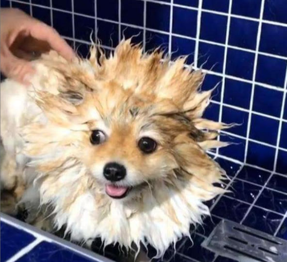 新手养博美必买用品,养博美新手应该用什么狗粮