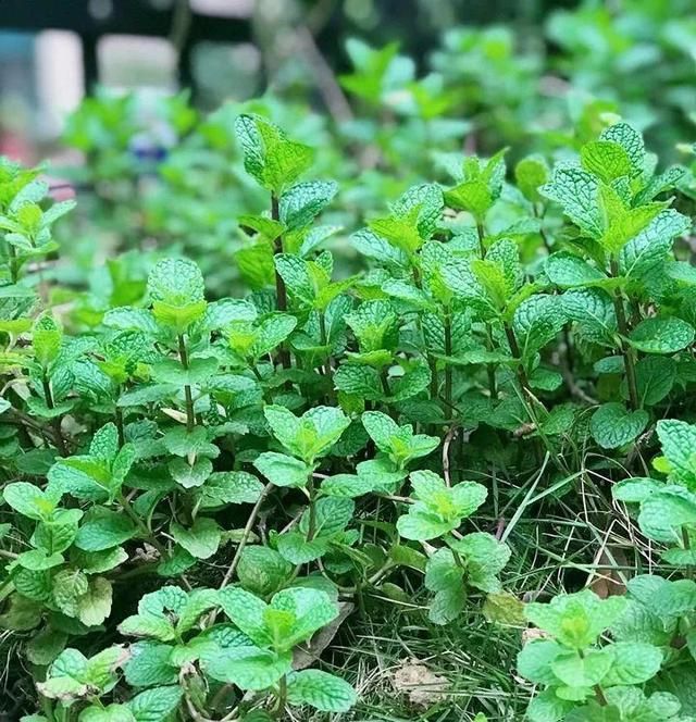 一根枝掉地上都能活，没几天就重新冒一棵出来，年年长成一大簇