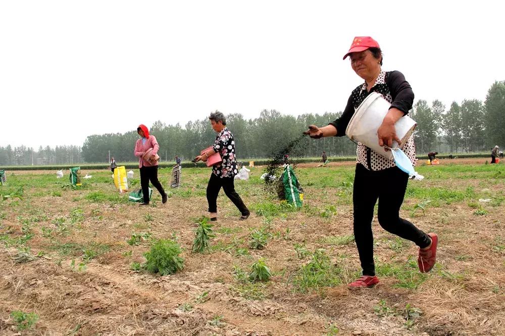 大蒜最好的新品种种子,大蒜种子大全100款