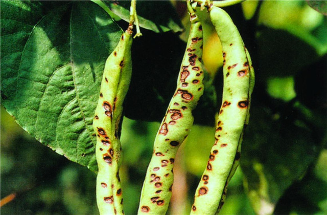 成武县芸豆,成武县白浮镇芸豆几月份成熟