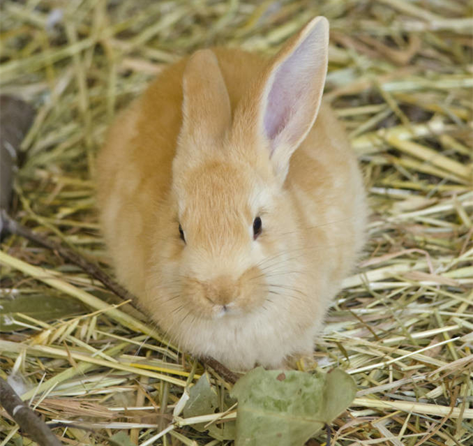 养兔饲料配制方法长得更快视频,养兔技术肉兔耗料低