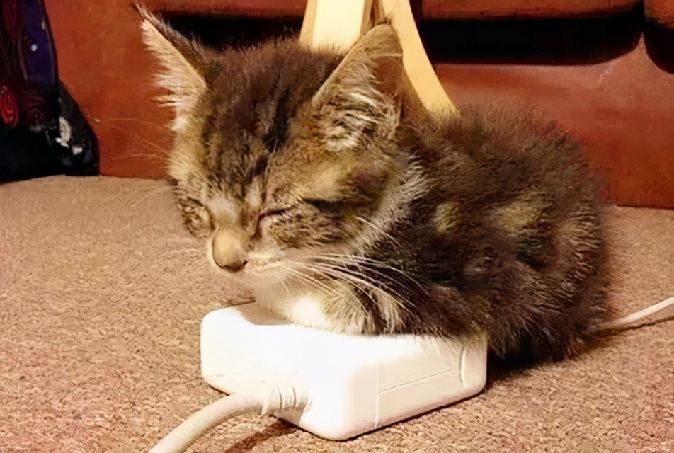 这个冬天猫咪该怎么过呀,冬天猫咪如何过冬