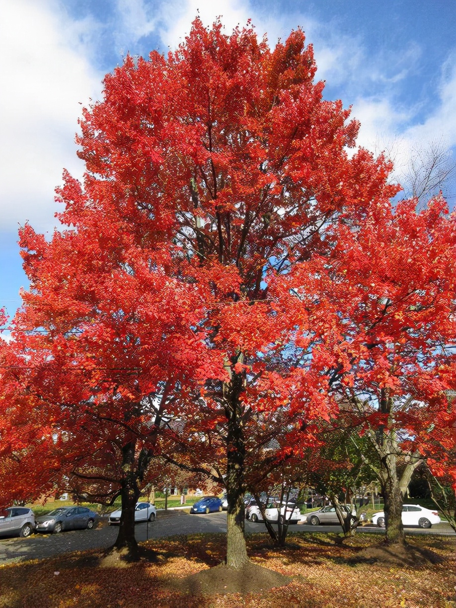 4种路边“高价树”，剪1段“枝条”插沙土里，30天白根冒、长势猛