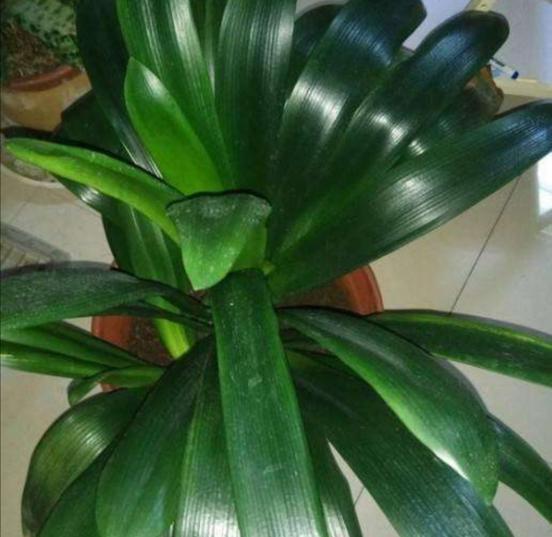 家里养花就常备这3样药,可用来养花的小药片