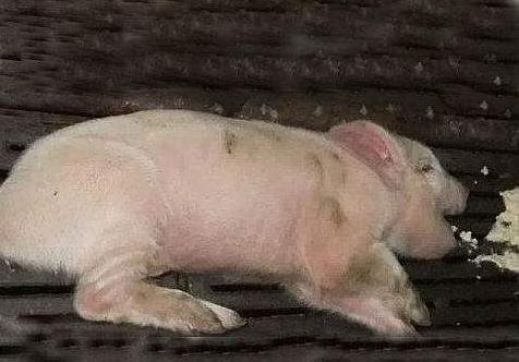 三天仔猪呕吐是什么原因,仔猪接种伪狂犬疫苗呕吐怎么回事