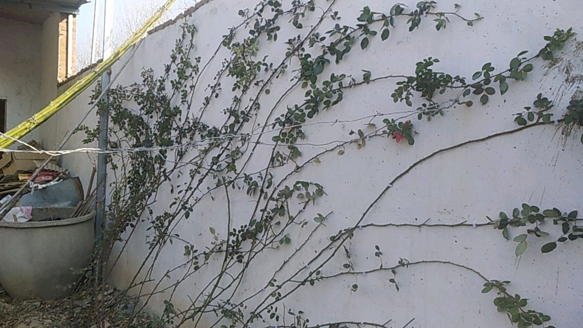 藤本月季冬季修剪方法,藤本月季怎么修剪图解大全