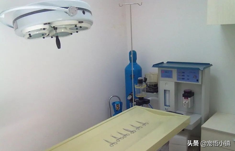 武汉市的宠物医院,武汉市有哪些口碑好的宠物医院