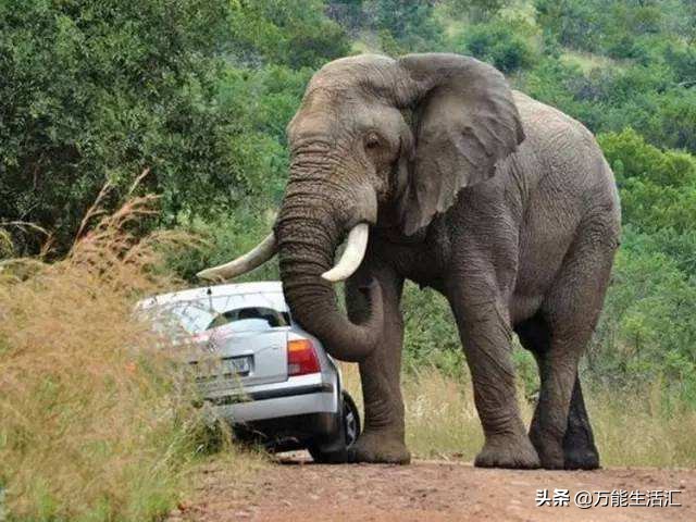 大象隐藏11种动物,了解大象的身体特征