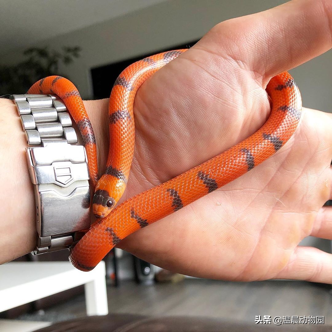 养蛇技巧和注意事项,养蛇的方法与注意事项