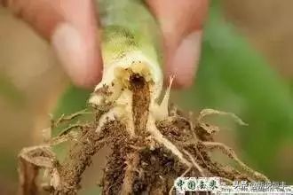 甜糯玉米各时期的病虫害,玉米苗期常见病虫害有哪些