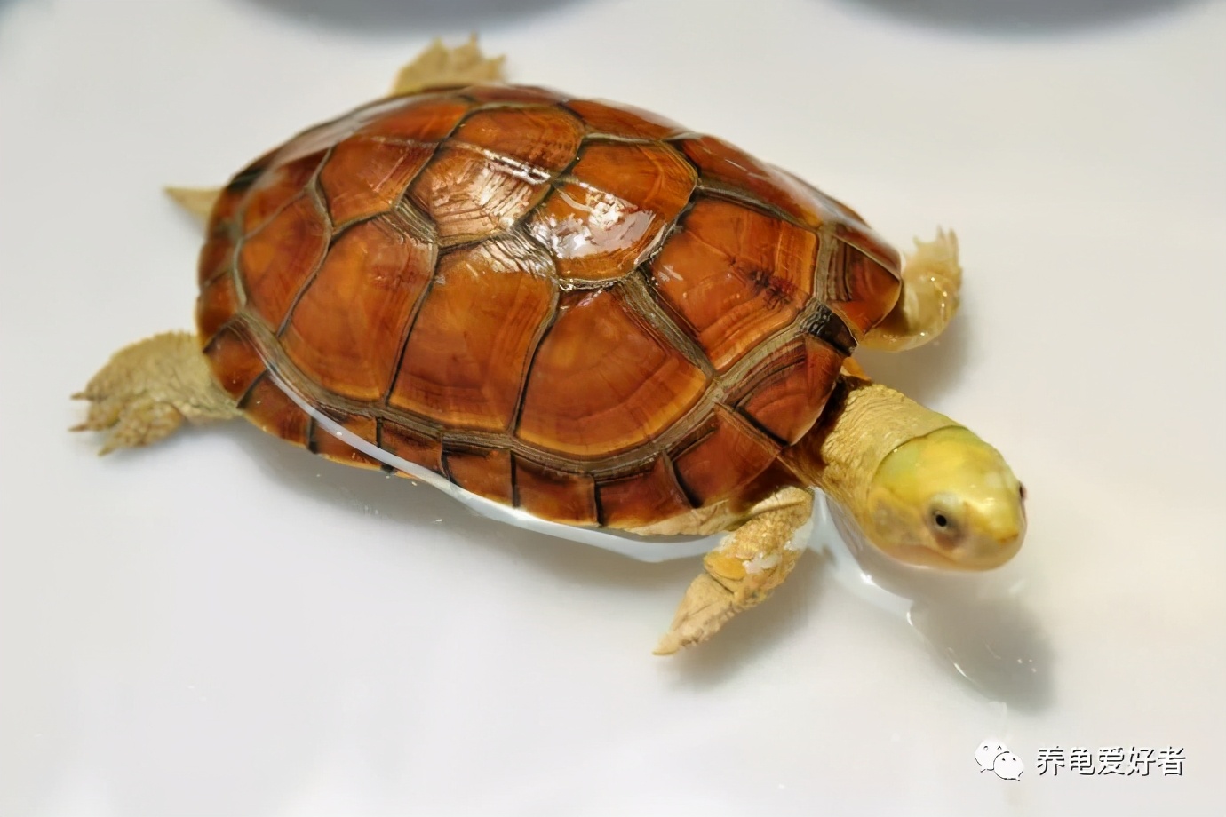 龟龟肺炎,龟龟肺炎怎么治