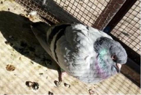 赛鸽沙门氏菌治疗方法,沙门氏菌赛鸽