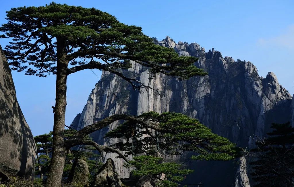 中国唯一的国宝树,中国仅存的一棵稀有的树