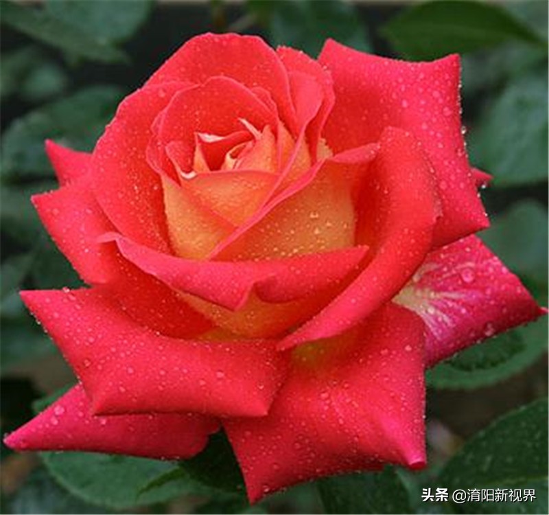 月季创新造型是什么,热门月季品种推荐图片欣赏