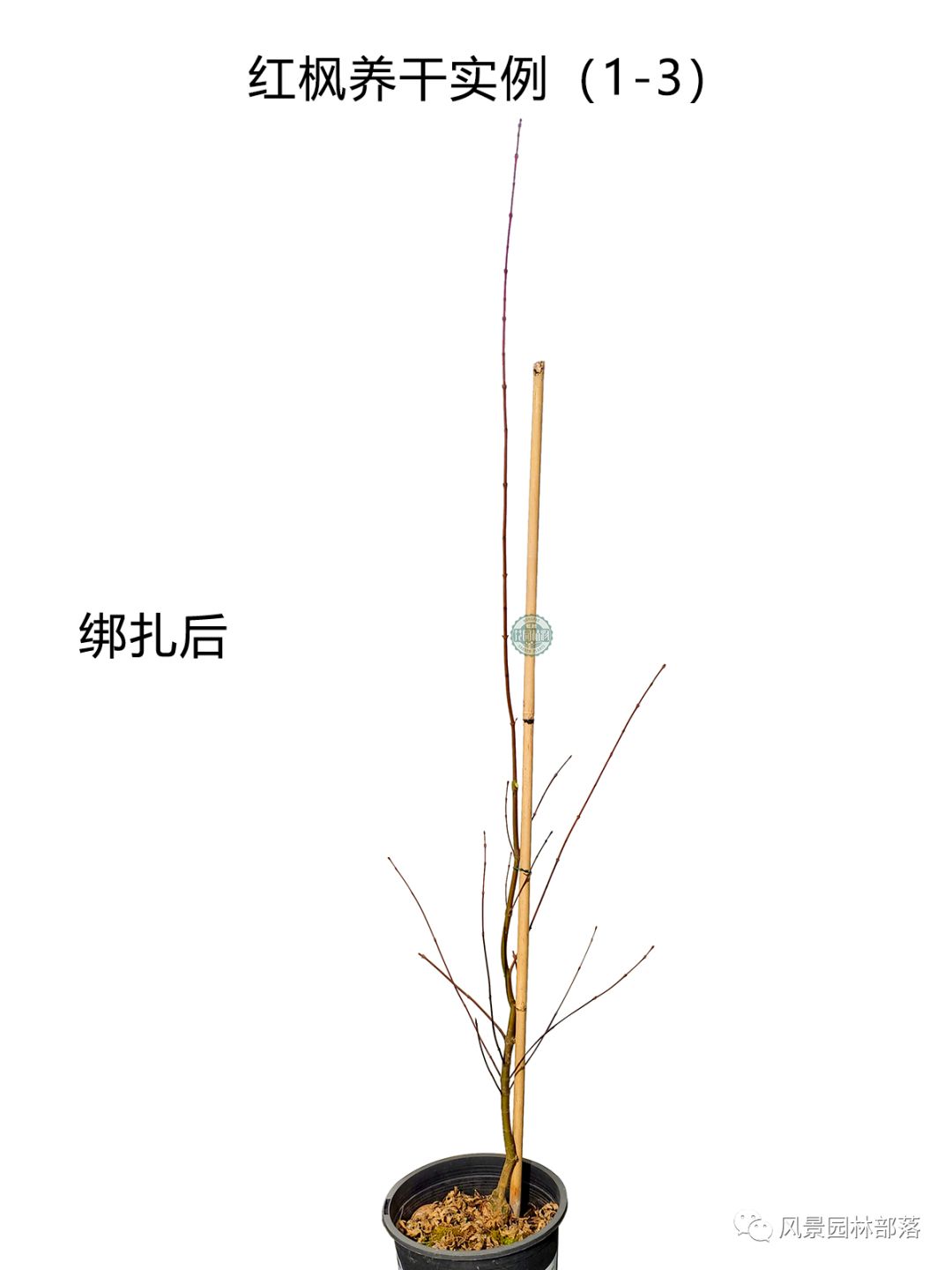 日本红枫红舞姬树形怎么修剪,盆栽红枫树修剪