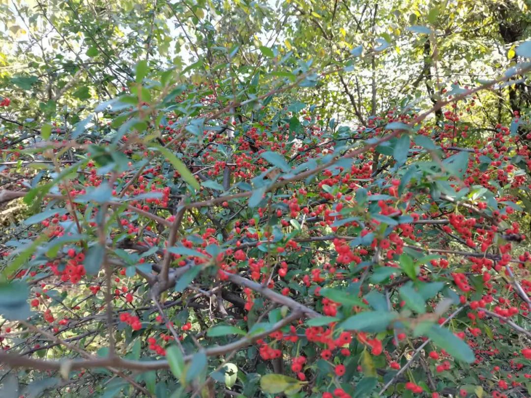 行走｜物华天宝宝华山