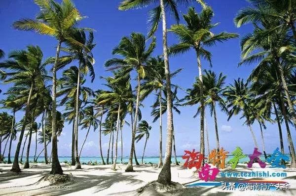 椰子在海南话有什么别的意思吗,椰子在海南的地位