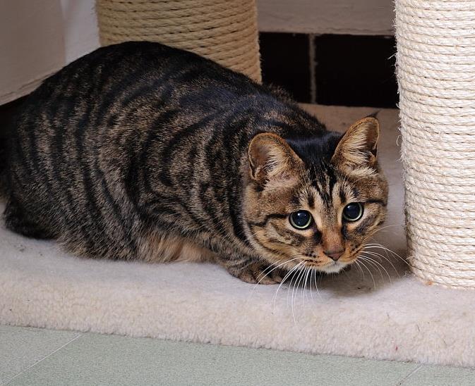 中华田园猫古代名称图鉴,古代人怎么挑选猫