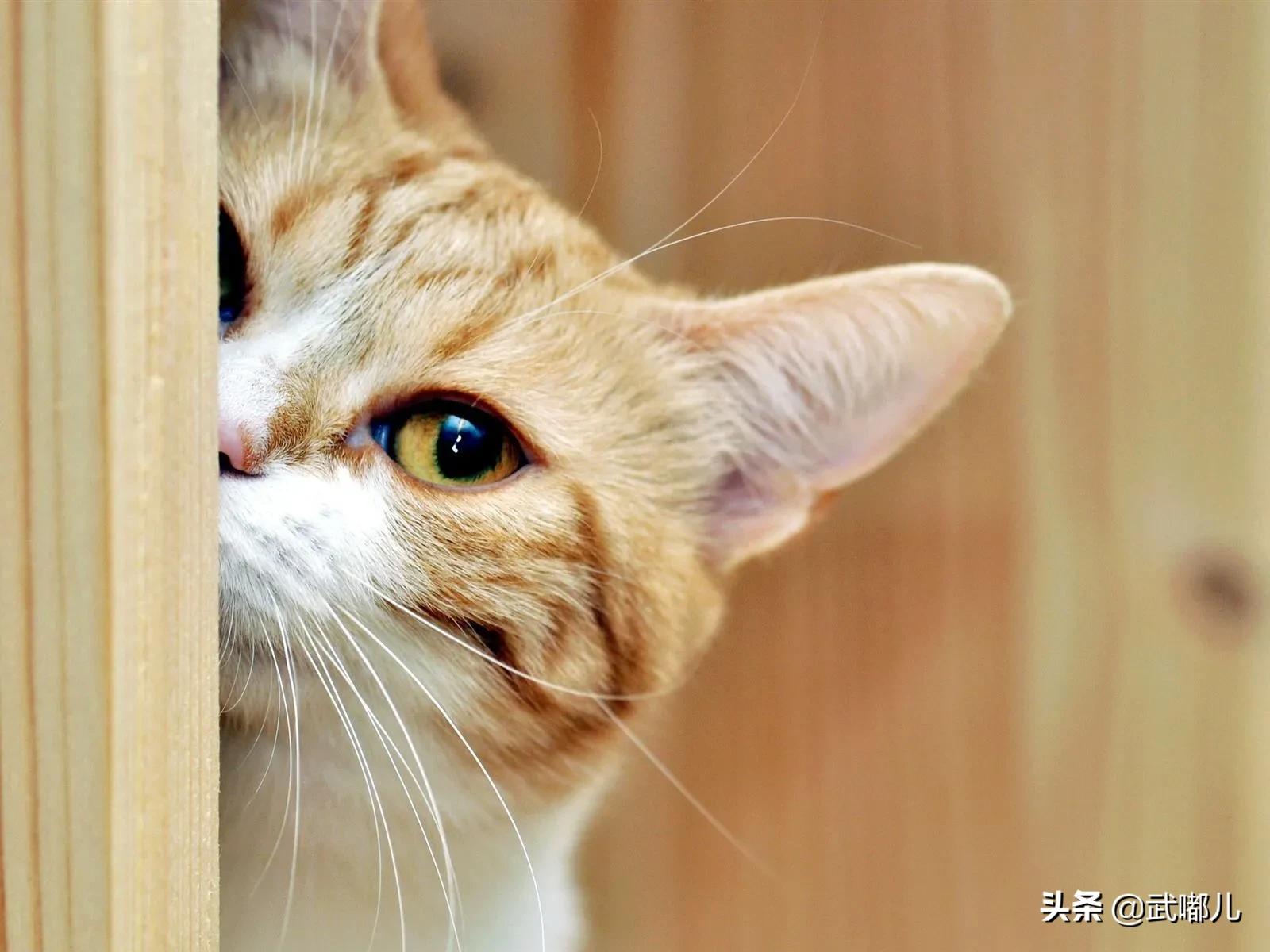 猫的胡须掉了还能长出来吗,猫的胡须能剪掉吗