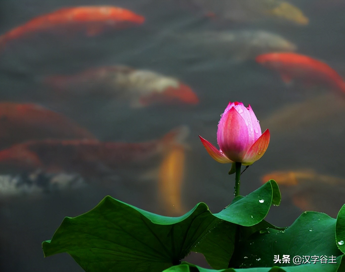 汉字植物课：大语文这样学，把与荷花有关知识及字词诗文一网打尽