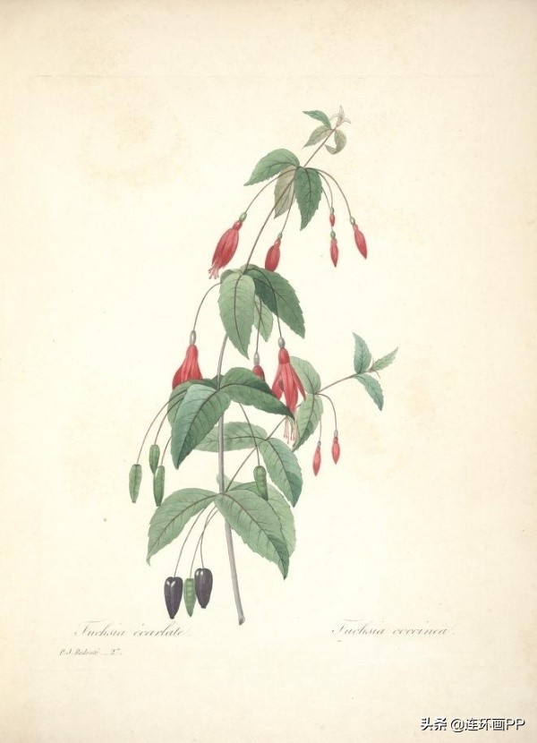 插画风简单的花手绘图片,唯美手绘田园插画图片大全