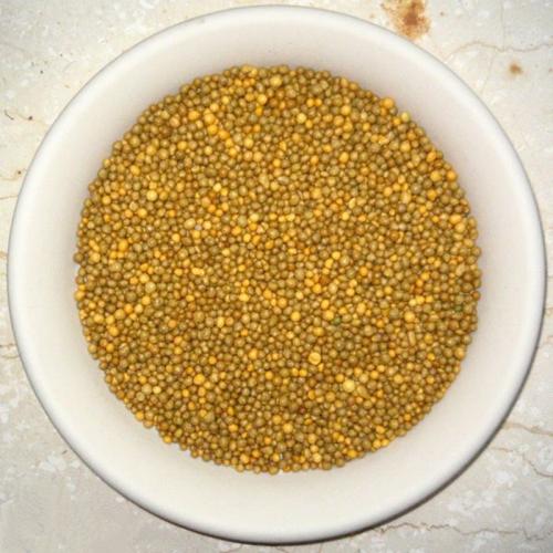 绿萝爆盆浇水方法,刚上盆的绿萝最好浇不浇水