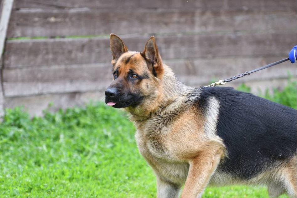 德牧拉稀怎么办,德牧拉稀是吃得多了吗