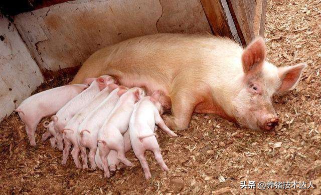 母猪产前喂什么药预防仔猪拉稀,由母猪带毒引起的仔猪拉稀怎么治