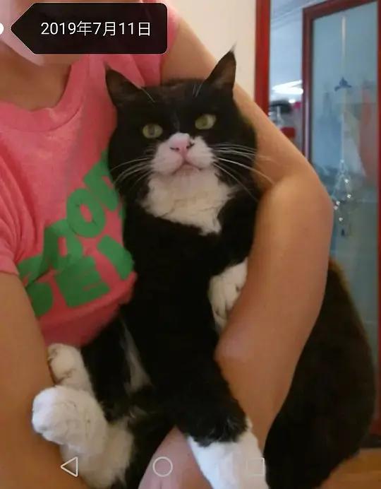 糖尿病患者胆囊炎胰腺炎同时出现,胆囊结石胰腺炎糖尿病