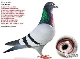 国内冠军赛鸽,羽毛球2人冠军