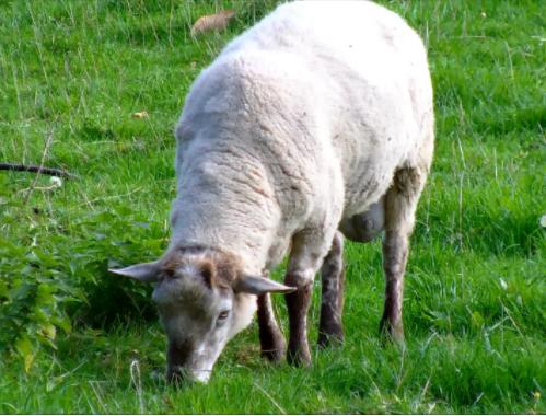 羊不吃草没精神总趴着怎么解决,羊呆立不动不吃草怎么回事
