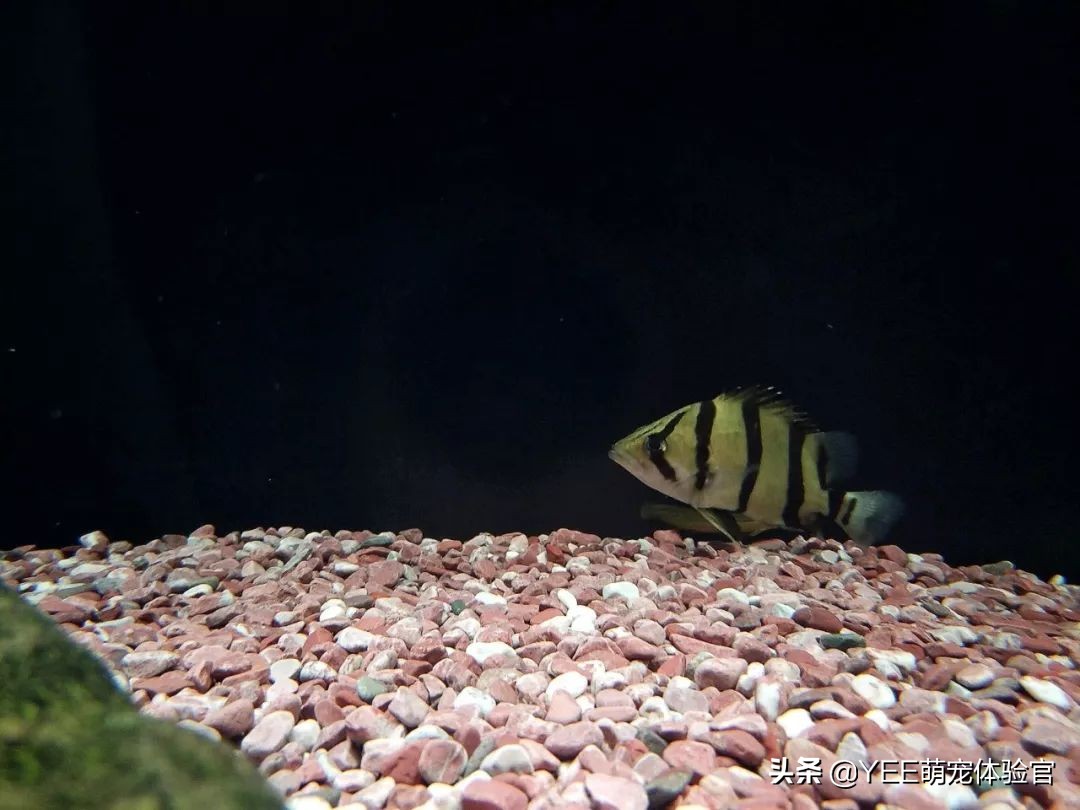 泰虎鱼为什么难养,养虎鱼七大忌讳