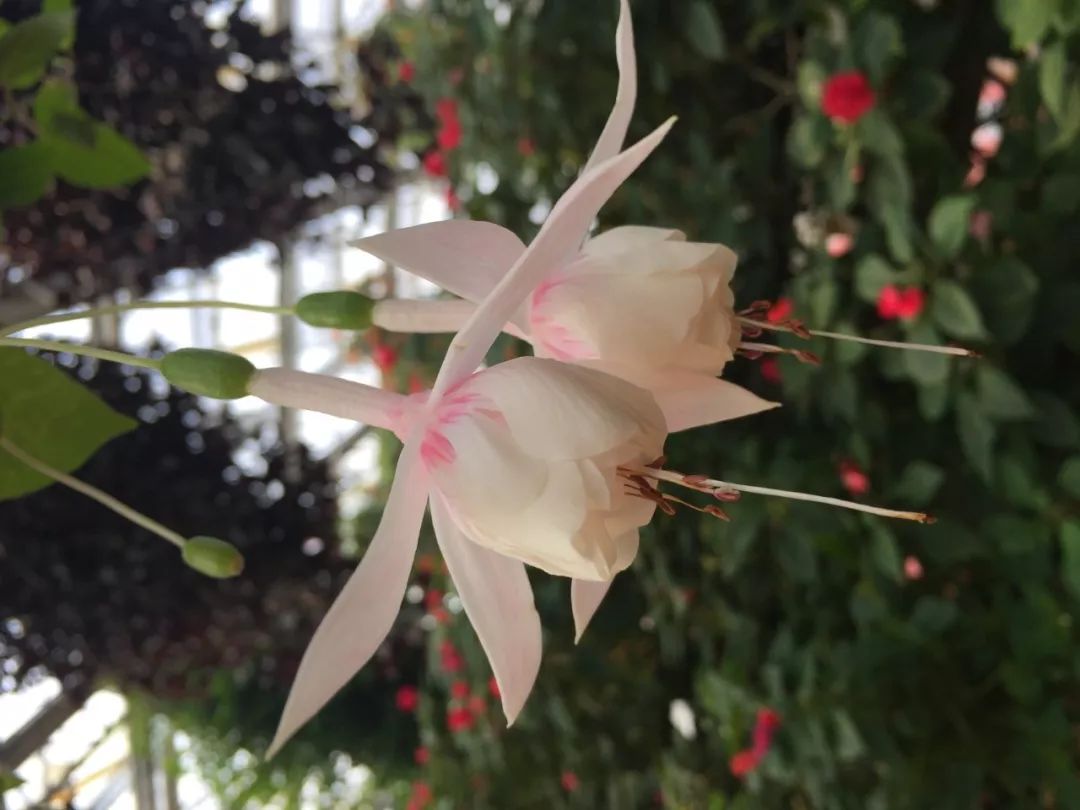 江阴嘉茂国际花鸟园,江阴嘉茂国际花鸟园什么时候再开