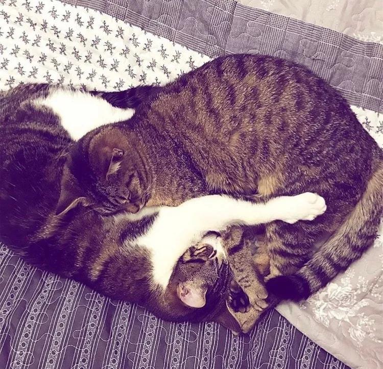 两只猫感情好不亲主人,两只猫感情好