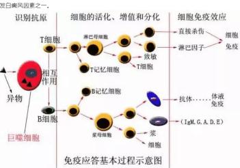 维c对感冒发烧的作用,小孩多吃维生素c变成了白癜风